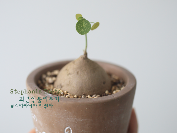  스테파니아 에렉타 더디지만 괜찮아