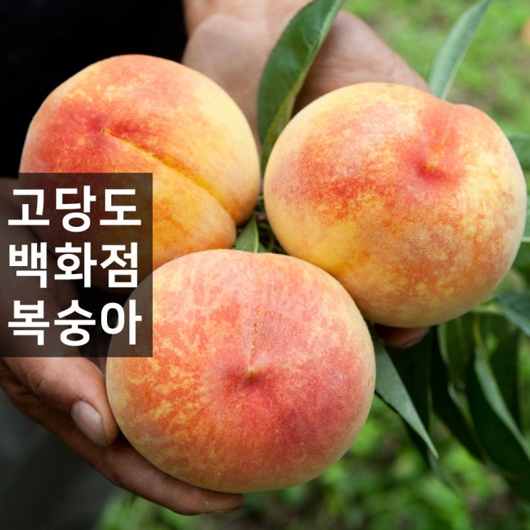 핵가성비 좋은 백화점 복숭아 장호원 햇사레 이천 남원 송동 황도 백도 신비 납작 찬도 1.5kg 3kg, 청도 1.5kg (7~9과) 추천합니다 핵가성비 좋은 백화점 복숭아 장호원 햇사레 이천 남원 송동 황도 백도 신비 납작 찬도 1.5kg 3kg, 청도 1.5kg (7~9과) 추천합니다