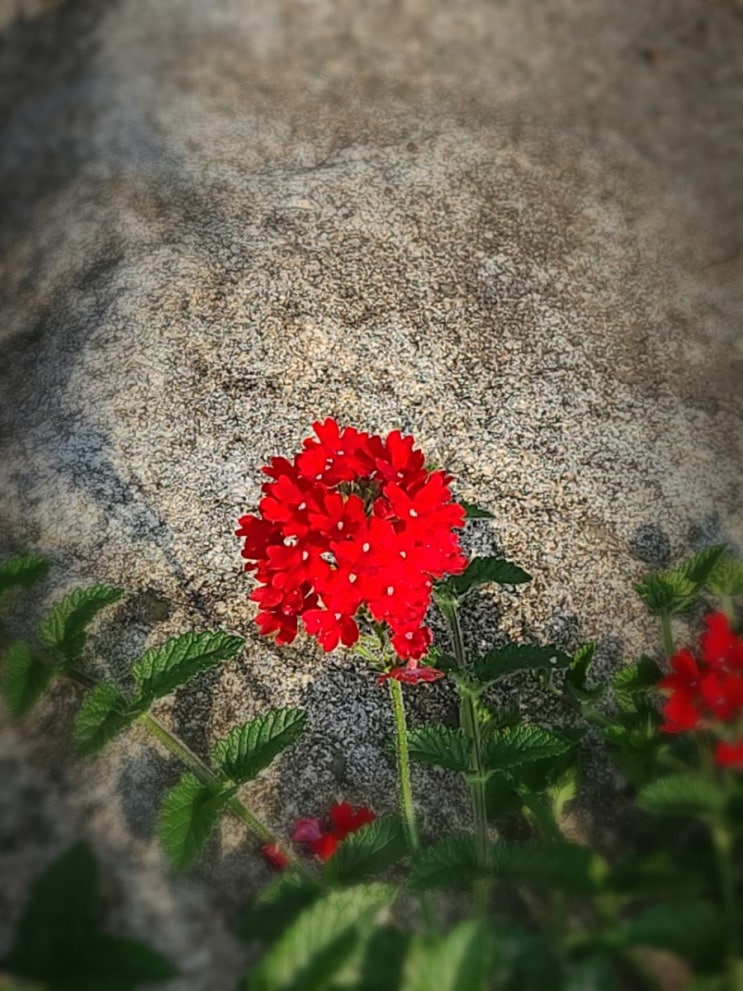 화단을 아름답게 장식한 꽃(버베나, 덩이괭이밥, 송엽국)