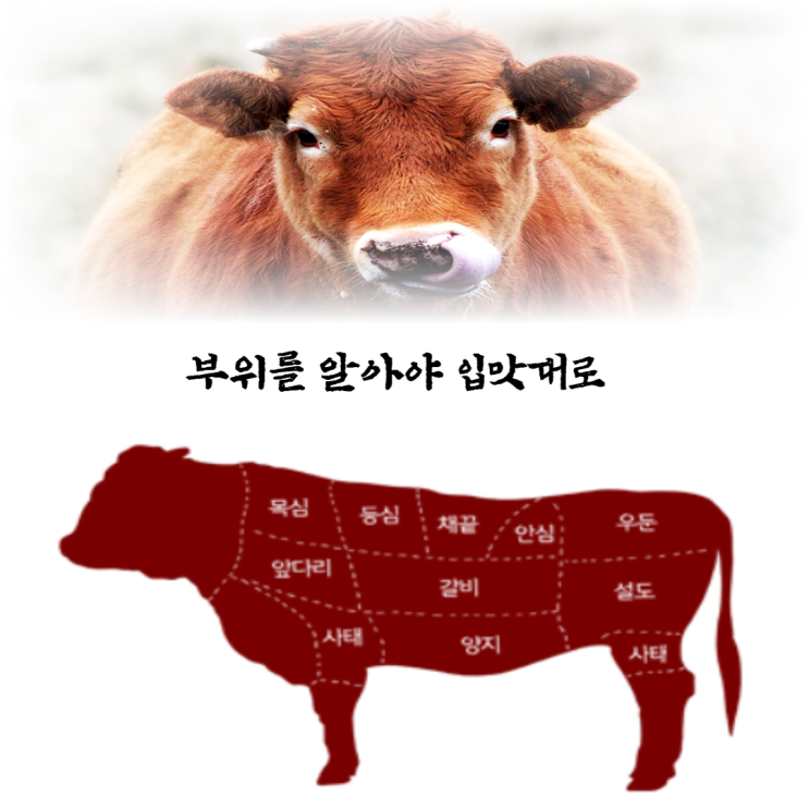 한우 소고기 갈비 등급 부위별 특징과 손질법 맞춤 요리 알아보기
