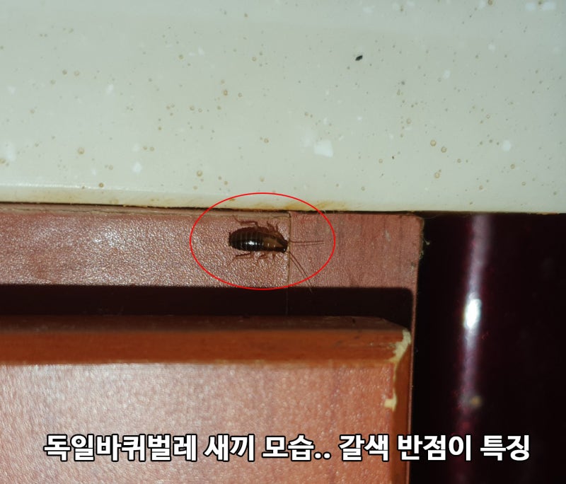 바퀴벌레 종류 설명 및 퇴치방식.. 집바퀴벌레 및 실외 일본바퀴벌레, 미국바퀴벌레 : 네이버 블로그