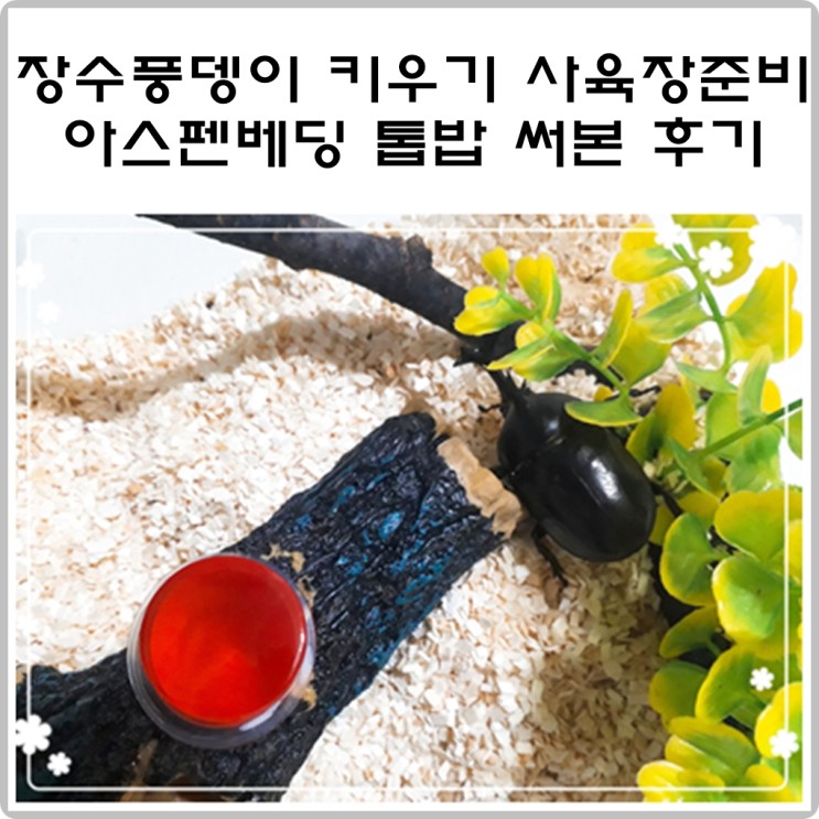 장수풍뎅이 키우기 사육장 준비 아스펜베딩 톱밥 써본 후기