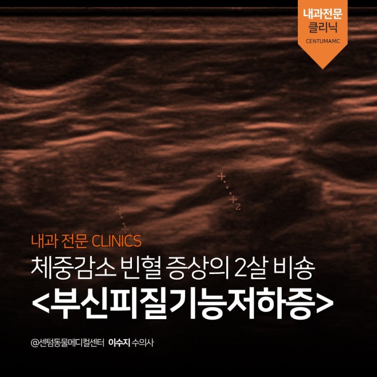  [부산 강아지 내과 동물병원] 2살 비숑 (체중감소, 빈혈, 혈변)  <부신피질기능저하증>