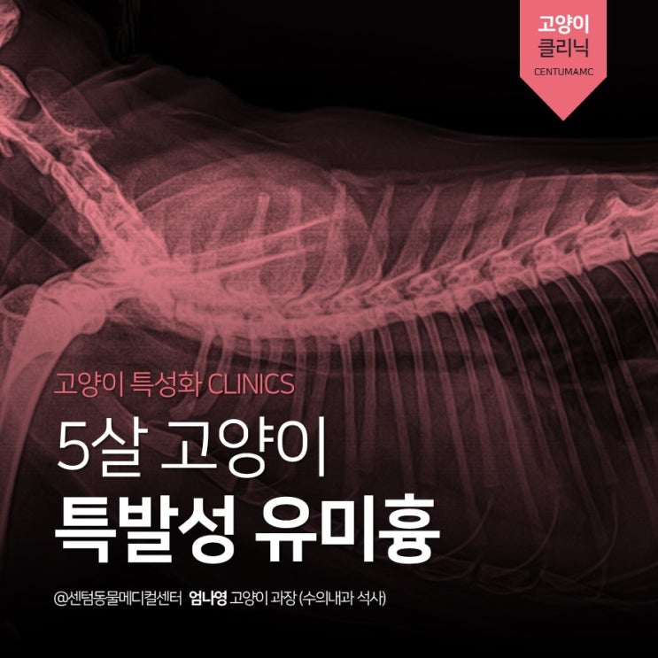  5살 고양이 <특발성 유미흉> (부산 고양이친화병원 골드, 센텀동물메디컬센터)