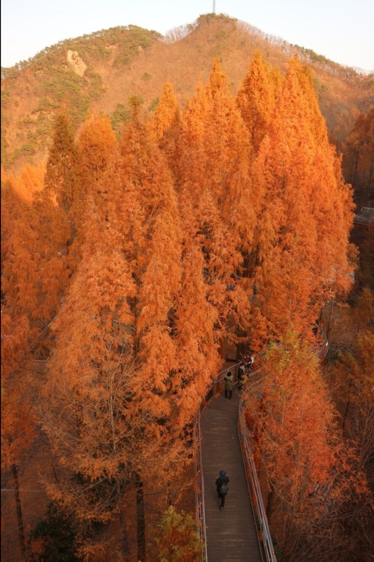 대전 장태산자연휴양림, 가을에 꼭 가봐야할 장소 픽!