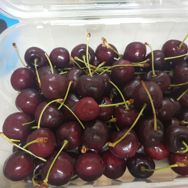  체리 효능, 칼로리 보관 및 씻는법 알고 먹어요.