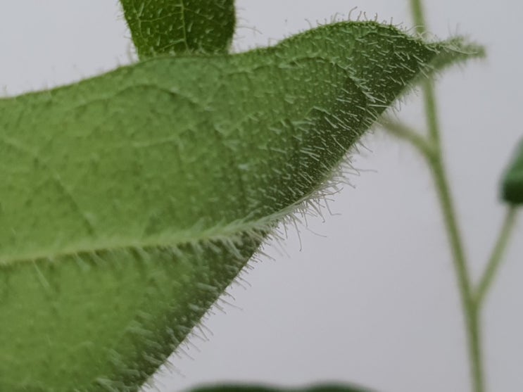  잎에서 모기퇴치밴드 냄새가 난다고요? 홈가드닝으로 레몬유칼립투스 나무키우기 How to Grow Lemon-scented gum