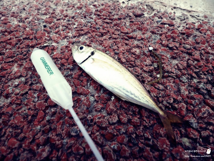  갑자기 변하는 바다~전갱이(아징)루어낚시도 어렵다.