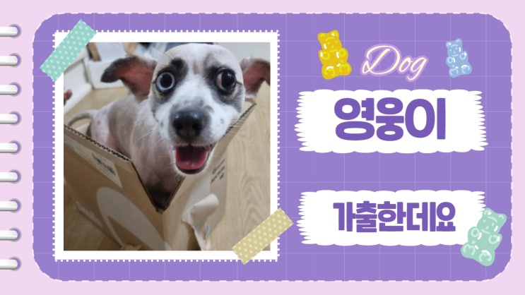애견미용실로 보내달라!! 가출하고픈 영웅이 ( w. 아빠는 안티 ) 애견미용실로 보내달라!! 가출하고픈 영웅이 ( w. 아빠는 안티 )