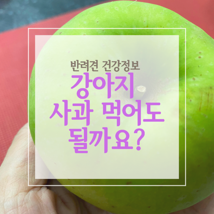  강아지 아오리 사과 먹어도 좋을까요?