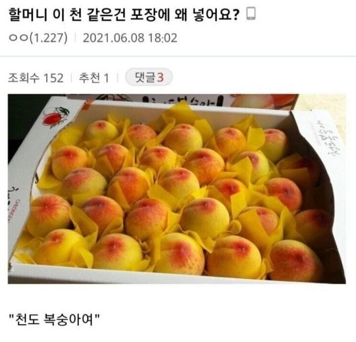  복숭아 사이에 천을 끼워넣는 이유