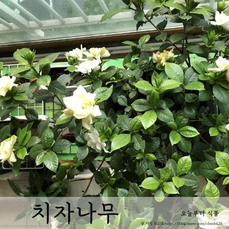  치자나무, 열매 맺는 치자나무 키우기