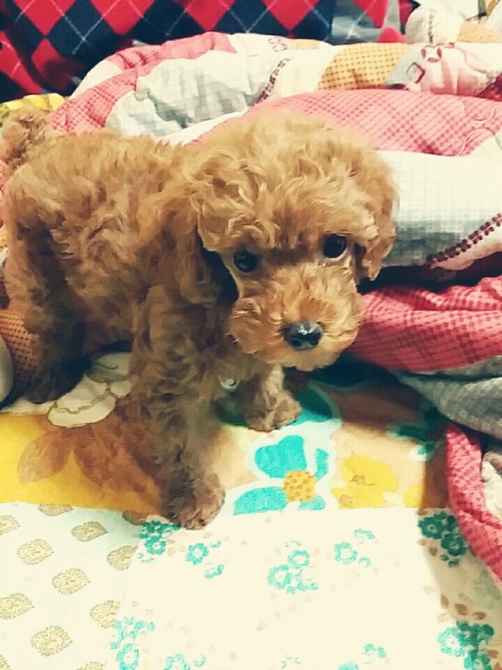  #3 푸들 단지의 일상/직장인 반려견 키우기