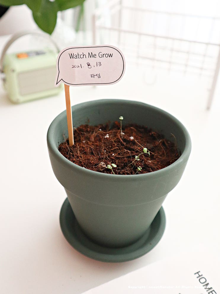  반려식물 타임 허브씨앗 키우기 플랜트박스 홈가드닝세트