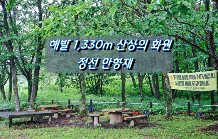 야생화 천국, 해발 1,330m 산상의 화원 정선 만항재