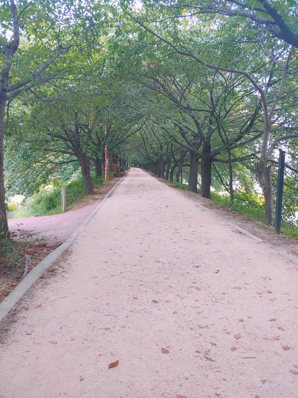  서울 산책(데이트코스) 안양천, 양평유수지생태공원(5호선 양평역, 사람적은산책로)