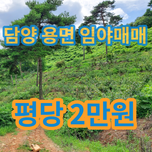 임야 매매 오만오천평  분할가능한 담양 부동산
