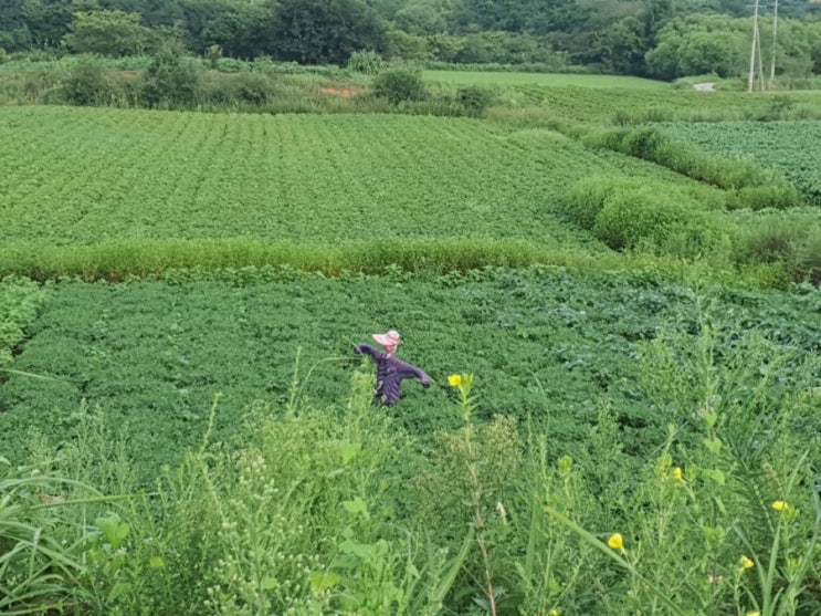 지비는 누구요? 지비는 누구요?