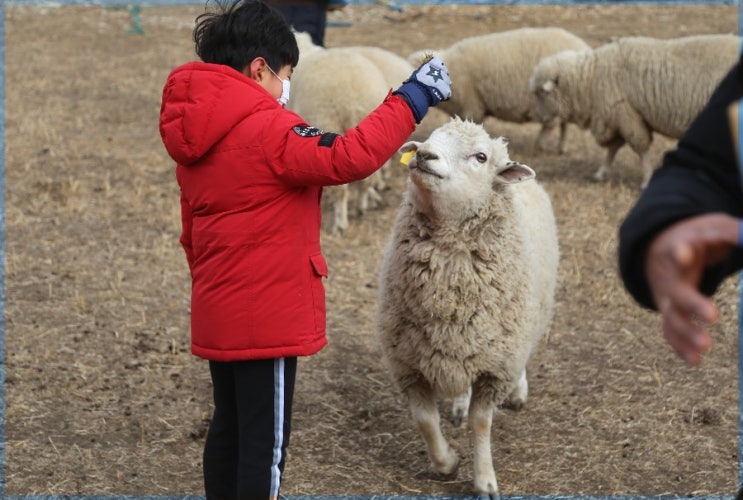  경주 가볼만한곳 : 화랑의 언덕에서 양먹이주기 체험하기