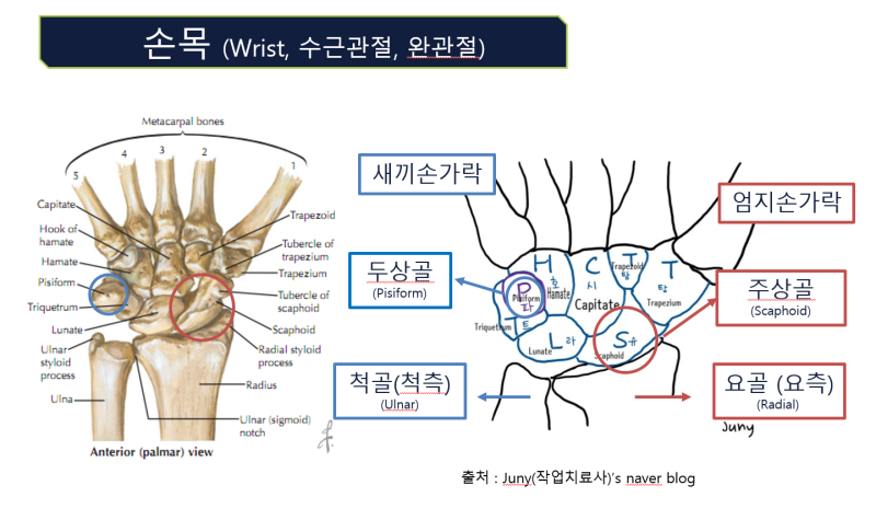 손과 손목의 필수 해부학 (2) - 수근골 (Carpal bones) : 네이버 블로그