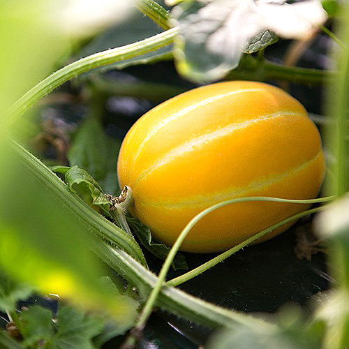 리뷰가 좋은 산지직송 건강한 맛 향기로운 성주 꿀 참외, 가정용랜덤2kg 추천해요