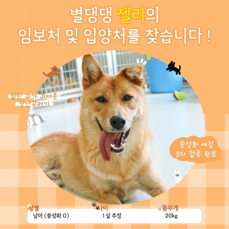 유기견입양. 임시보호 / 별내 불법개농장 별댕댕 진도믹스 젤리와 뚜아의 가족이 되어주세요. 유기견입양. 임시보호 / 별내 불법개농장 별댕댕 진도믹스 젤리와 뚜아의 가족이 되어주세요.