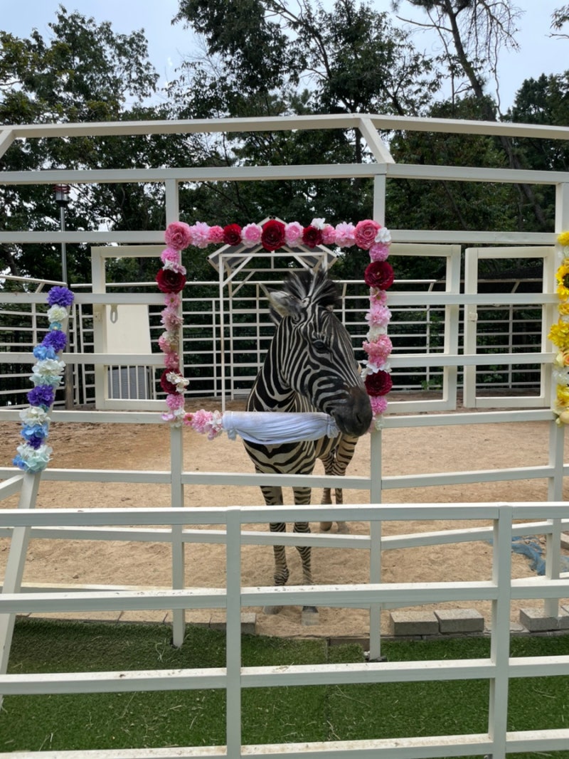 서울근교 아기랑 갈만한 곳) 김포 얼렁이네/얼룩말 알파카 동물먹이주기/몬스터리움김포 /수산공원 : 네이버 블로그, image size:800x1067