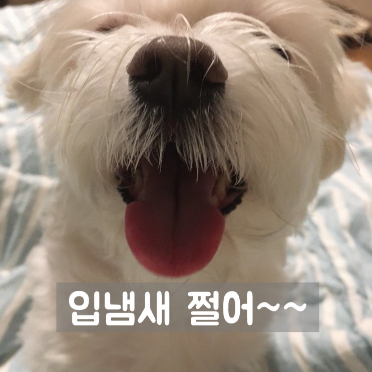  강아지 입냄새 치석제거 라온덴탈 후기