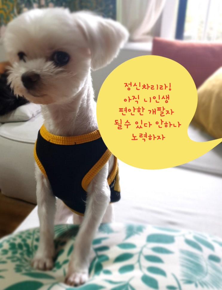  몽이와 함께하는 심리테스트 2
