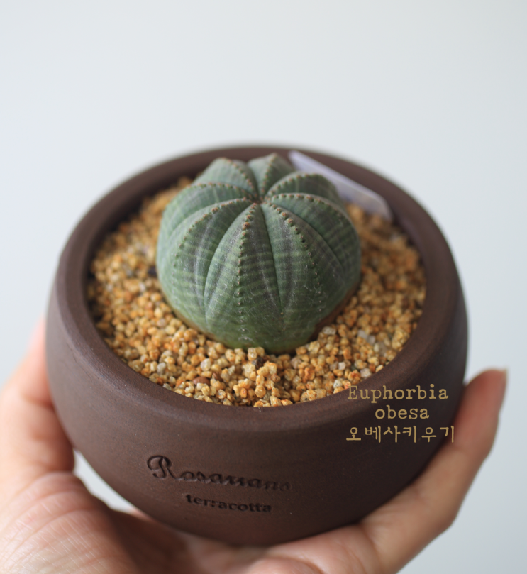  오베사 다육이 키우기 도전