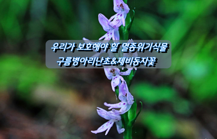정선 만항재 멸종위기식물 2급 구름병아리난초&제비동자꽃 정선 만항재 멸종위기식물 2급 구름병아리난초&제비동자꽃