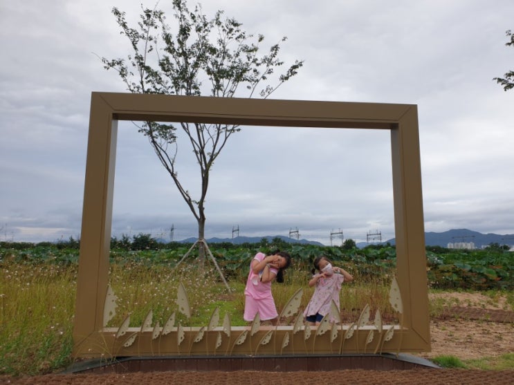  안심 반야월 연꽃단지 금강역~ 점새늪 산책 (대구 동구 데이트 걷기 운동하기 좋은곳)