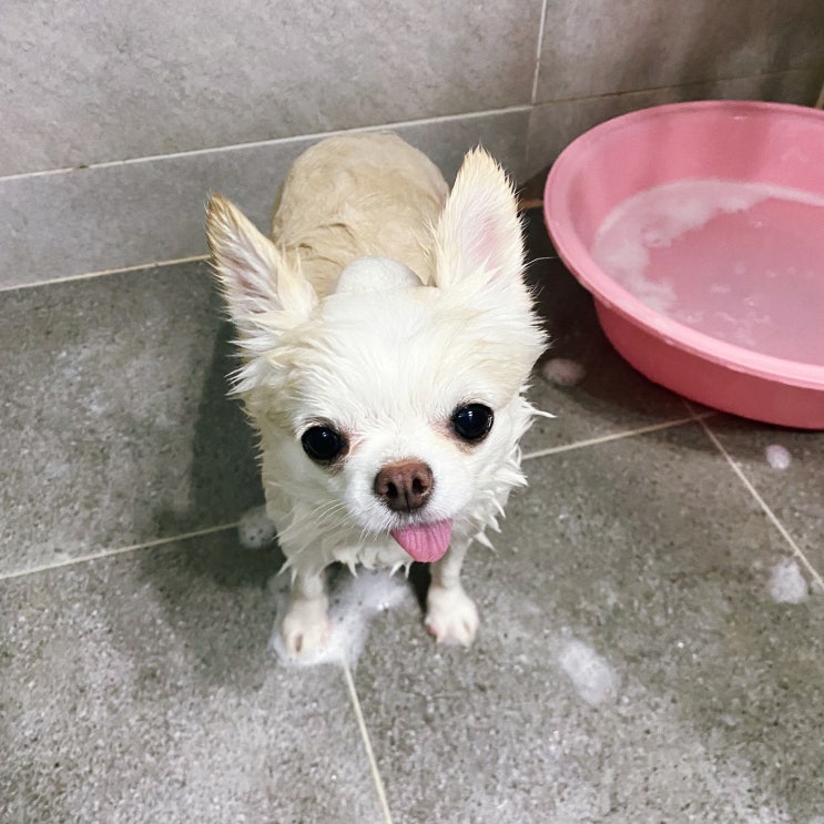  강아지 발비누 멍심보감 한방 샴푸바로 씻겨봤어요:)