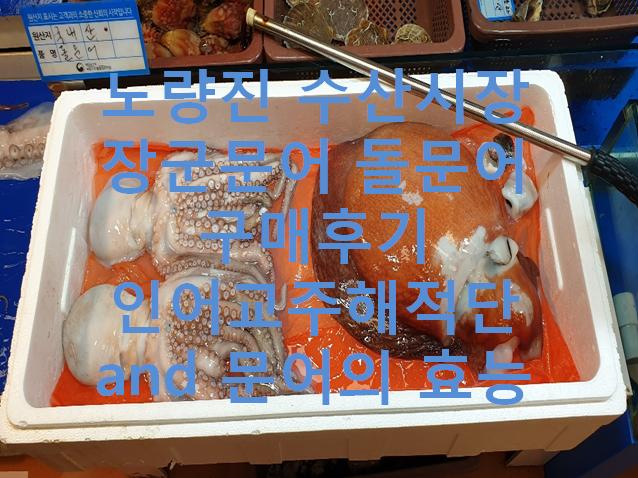  [노량진 수산시장-장군문어] 돌문어 구매 후기(인어교주해적단)and 문어의 효능