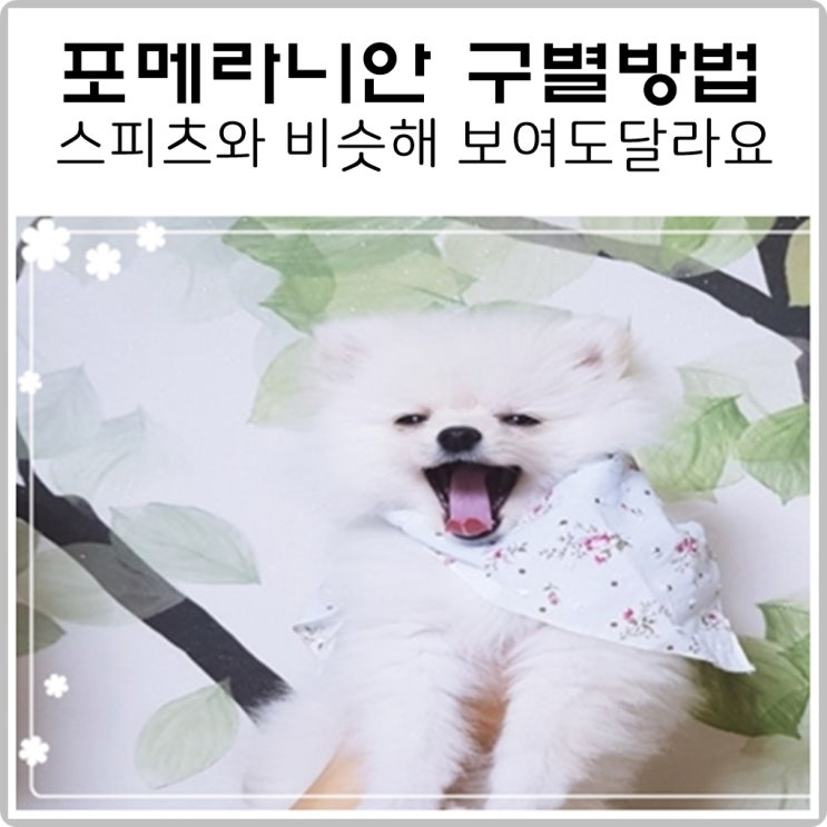  포메라니안 구별방법 스피츠와 비슷해 보여도 달라요