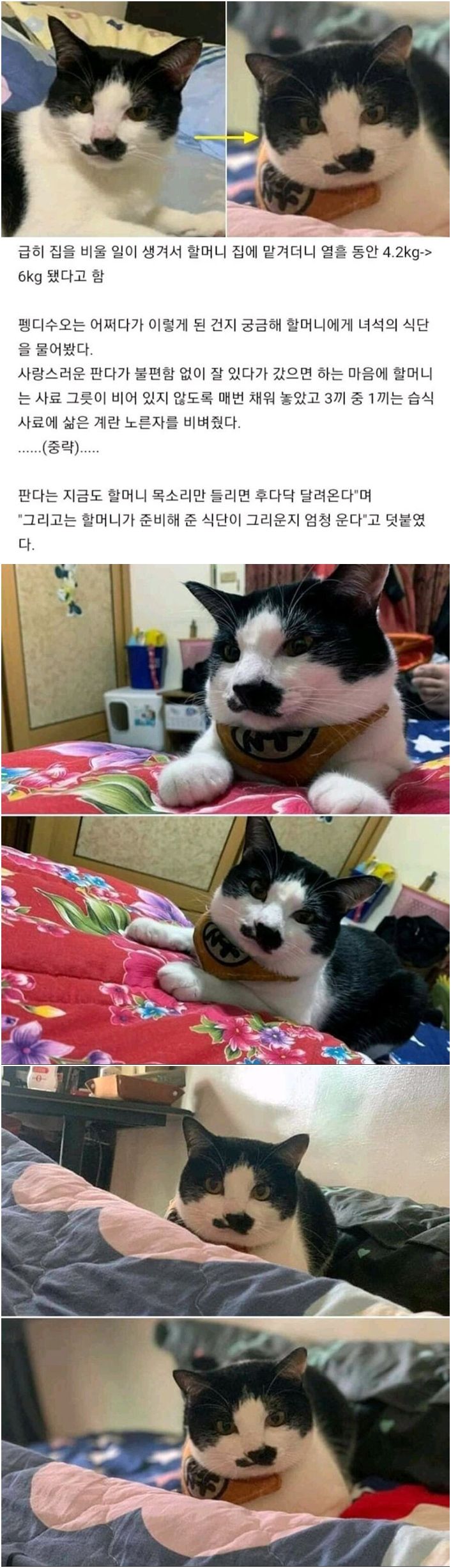  할머니에게 열흘 동안 고양이 맡겨보았다