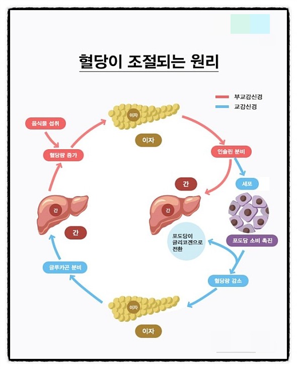  혈당 치를 조정하는 구조, 호르몬 간장 글리코겐 포도당 근육 세포 인슐린 당뇨