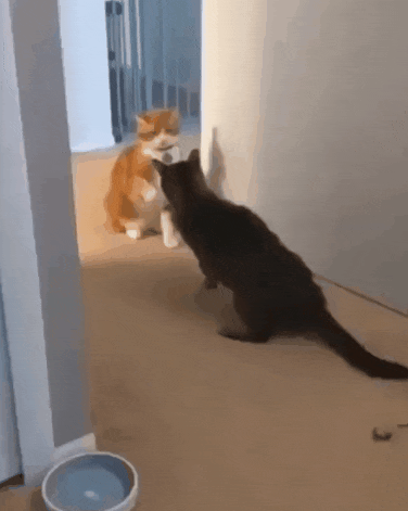  냥이 원펀치