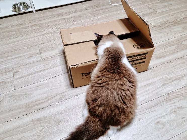  고양이는 정말 박스를 좋아할까?(박스냥의 모든것)