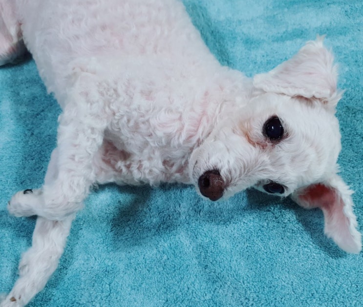  강아지타올 펫타올 흡수력 좋은 웰스비 밤부타올