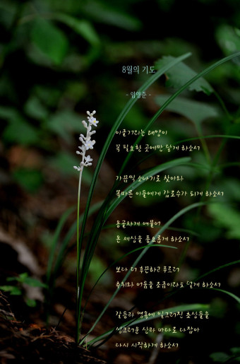 8월의 기도 - 임 영준 8월의 기도 - 임 영준