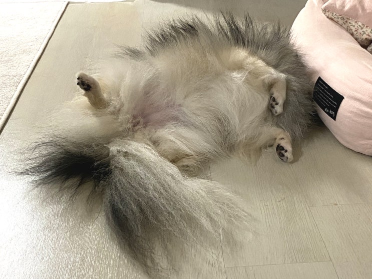  할짝할짝 / 세상 편하게 자는 꾸꾸