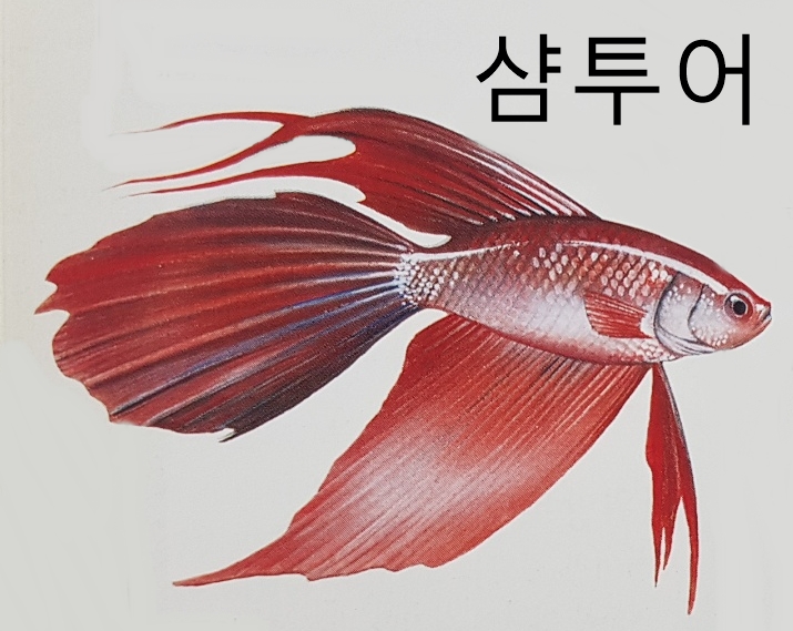  농어목 농어과 어류 분류 특징(블루탱 깃대돔 샴투어 가물치 청새치 황새치 대서양고등어 꼬치삼치 큰꼬치고기 돛새치)