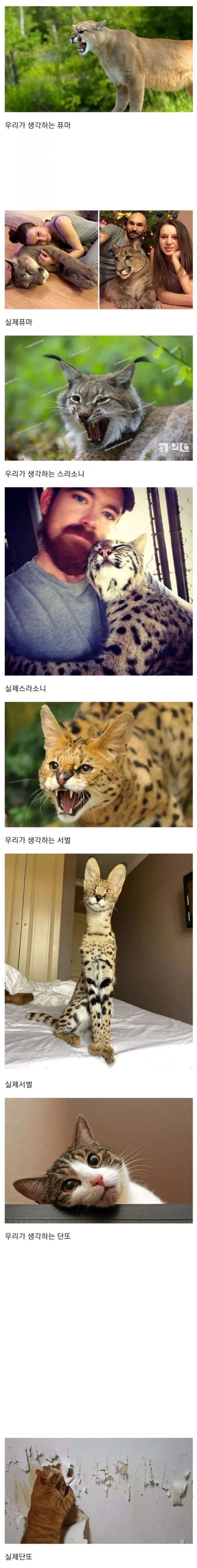  싱글벙글 고양잇과 상상vs현실
