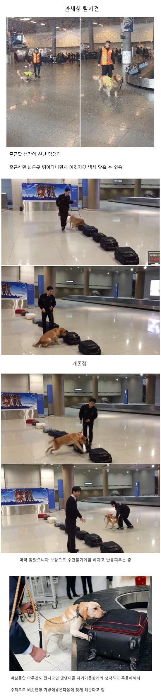  댕댕이 인생 최고의 직장