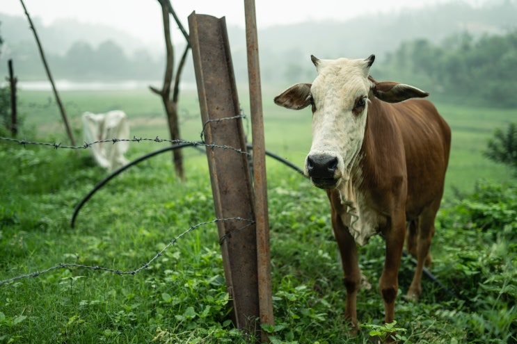 축산기사 Engineer Livestock