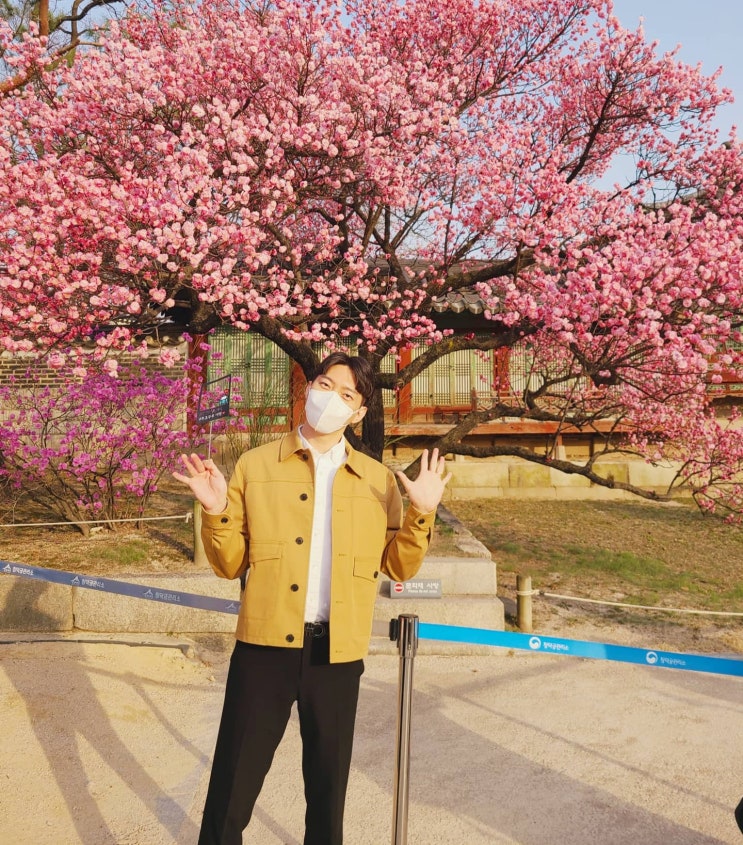  [서울 종로 나들이] 창덕궁 홍매화 창경궁 매화 벚꽃 서울 고궁 꽃구경