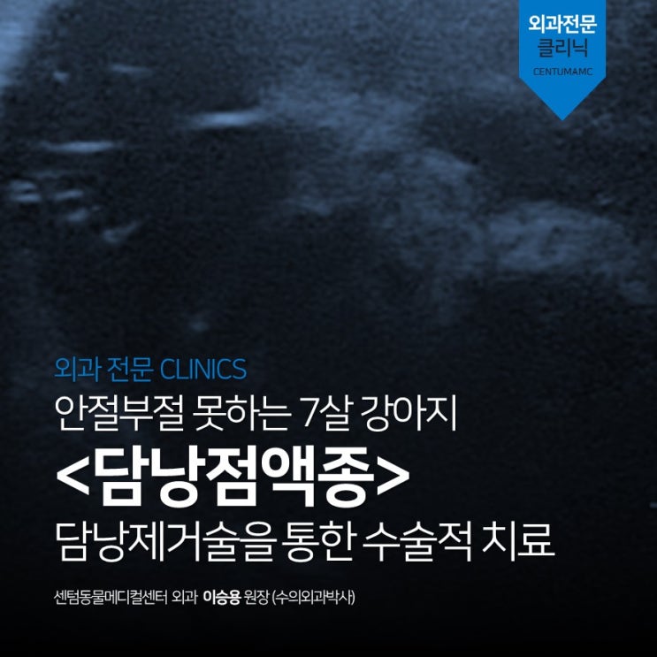  7살 강아지 <담낭점액종> 담낭제거술을 통한 치료 (부산 외과박사 동물병원, 센텀동물메디컬센터)