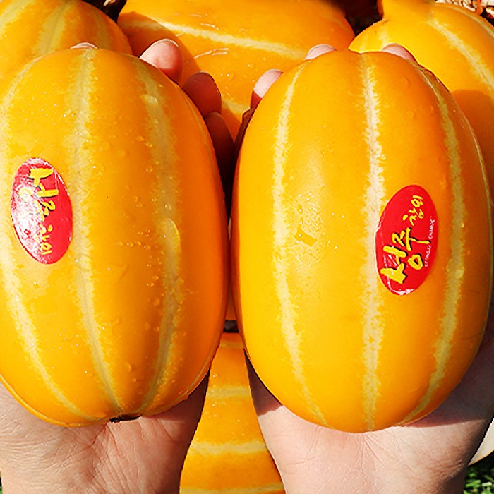 후기가 좋은 참외제철 명품 성주참외 상주참외 성주농협 참외 2kg 4kg, 5kg 추천합니다 후기가 좋은 참외제철 명품 성주참외 상주참외 성주농협 참외 2kg 4kg, 5kg 추천합니다