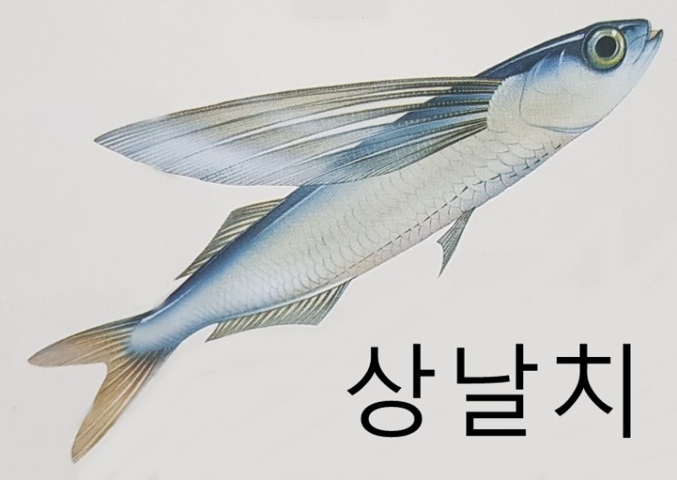  날치 샛비늘치 매퉁이 분류 특징 크기 알 서식지